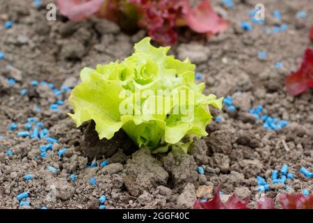 Slug pellets. Ferric phosphate slug pellets next to young lettuce plants to help prevent slugs and snails from attacking crops. UK Stock Photo