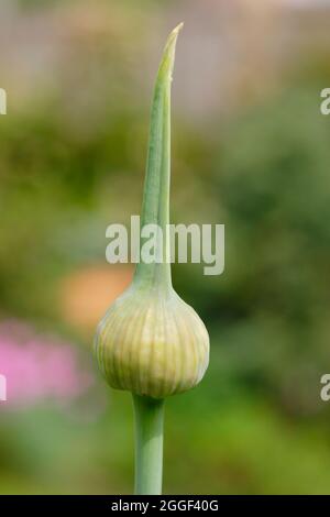 Garlic scapes. The edible flowering spikes of Elephant garlic growing in a vegetable garden. UK Stock Photo