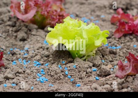 Slug pellets. Ferric phosphate slug pellets next to young lettuce plants to help prevent slugs and snails from attacking crops. UK Stock Photo