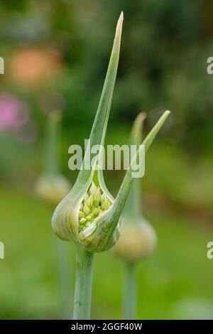 Garlic scapes. The edible flowering spikes of Elephant garlic growing in a vegetable garden. UK Stock Photo