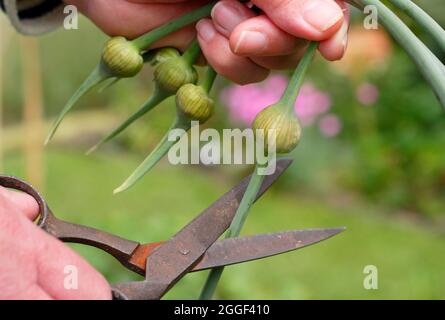 Garlic scapes. Removing the edible flowering spikes of Elephant garlic to encourage enlargement of the bulb and for cooking. Stock Photo