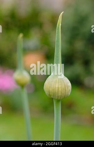 Garlic scapes. The edible flowering spikes of Elephant garlic growing in a vegetable garden. UK Stock Photo