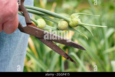 Garlic scapes. Freshly snipped edible flowering spikes of Elephant garlic removed to encourage enlargement of the bulb and for cooking. Stock Photo