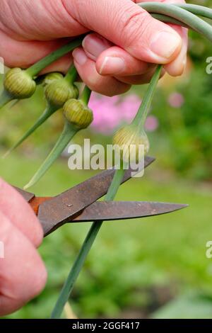 Garlic scapes. Removing the edible flowering spikes of Elephant garlic to encourage enlargement of the bulb and for cooking. Stock Photo