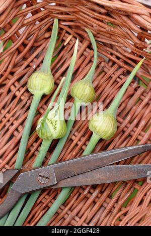 Garlic scapes. The edible flowering spikes of Elephant garlic in a garden basket. UK Stock Photo