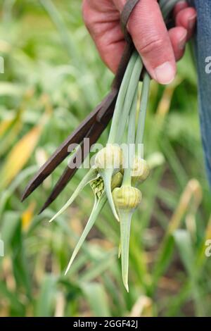 Garlic scapes. Freshly snipped edible flowering spikes of Elephant garlic removed to encourage enlargement of the bulb and cooking. Stock Photo