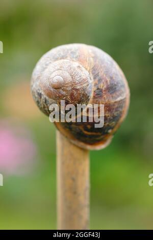 Garden cane topper hi-res stock photography and images - Alamy