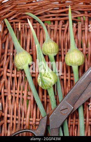 Garlic scapes. The edible flowering spikes of Elephant garlic in a garden basket. UK Stock Photo