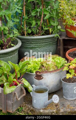 Growing vegetables in pots. Summer veg growing in containers including Kelvedon Wonder peas, rainbow chard, Lollo rossa lettuce and rosemary. UK. Stock Photo