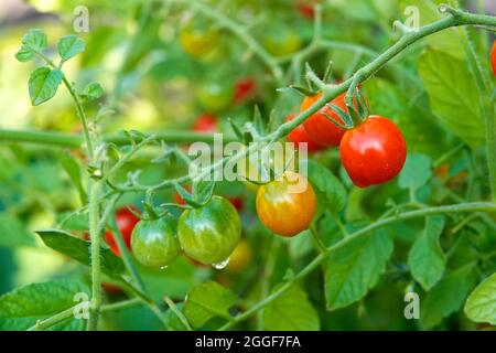 Bright red cherry tomatoes, growing on a tomato vine in a home vegetable garden in Oregon.