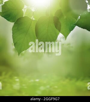 Green meadow grass with natural light in blur style. Nature pattern view of leaf on blurred greenery background. Stock Photo