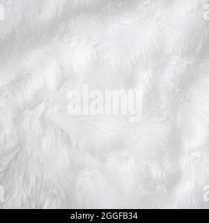 Closeup animal white wool sheep background in top view light natural detail, grey fluffy seamless cotton texture. Wrinkled lamb fur coat skin, rug mat Stock Photo
