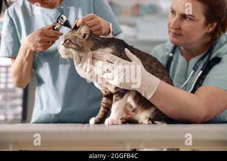Veterinarian holds tabby cat while young intern checks its ears at table in clinic Stock Photo
