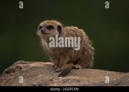 Meerkat on a rock - Yorkshire Wildlife Park Stock Photo