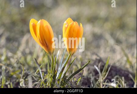 Couple of beautiful yellow crocus flowers are growing on sunny lawn at spring Stock Photo