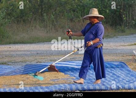 hilltribesman using strimmer with fan blade to winnow rice Doi Inthanon NP, Thailand            November Stock Photo