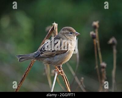 profile portrait of female House Sparrow (Passer domesticus) perched on dry twigs at Leighton Moss RSPB Nature reserve Lancashire, England, UK Stock Photo