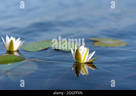 Blossoming flower of Nymphaea alba, the white waterlily, European white water lily or white nenuphar on pape lake, Latvia Stock Photo