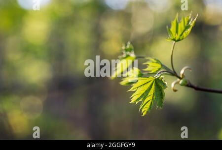 Branch with fresh maple leaves on sunny spring day Stock Photo
