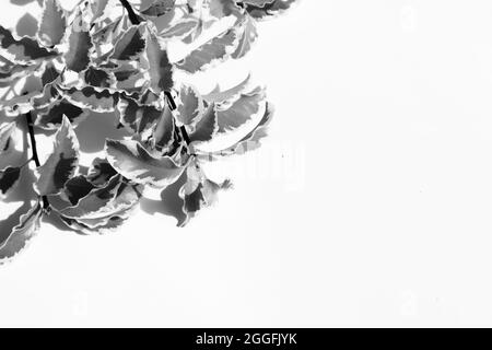 black and white variegated leaves with free space for texts and quotes. Abstract background. Natural pattern. Stock Photo