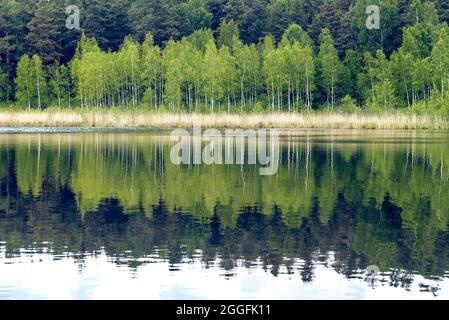 Birch trees reflected in a water on forest lake at spring Stock Photo