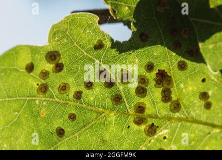 Common Spangle Galls (Neuroterus quercusbaccarum) on Oak leaf Stock Photo
