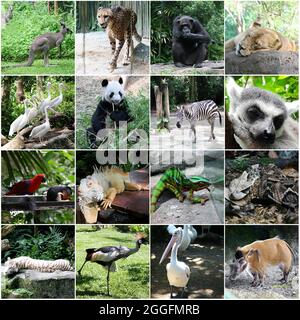 Collage of pictures of different animals Stock Photo