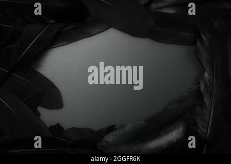 exotic soft beautiful black feather on black background texture, Black feather Frame with copy space modern design Stock Photo