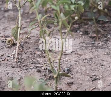 concept of drought, dry soil, lack of rain and fires in summer Stock Photo