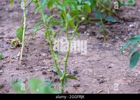 concept of drought, dry soil, lack of rain and fires in summer Stock Photo