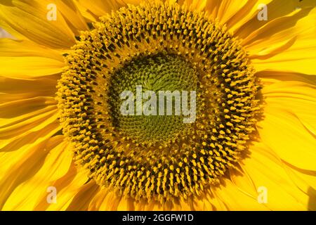 Detailed closeup of the radial heart of a bright yellow sunflower with pollen Stock Photo