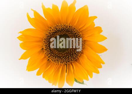 Sunflower isolated on a white background. The radial pattern on the seeds and pollen is clearly visible. Stock Photo