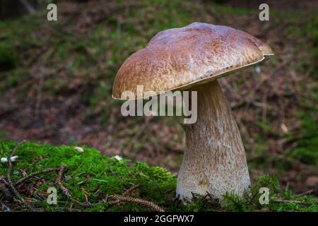 Cep aka penny bun or porcini mushrooms growing wild on the forest floor. Sometimes called king of the mushrooms for their great flavour. Stock Photo