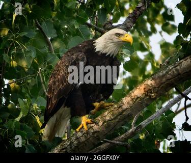 American Bald Eagle Stock Photo