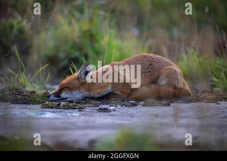 Urban fox on wasteground, Aberdeen, NE Scotland Stock Photo
