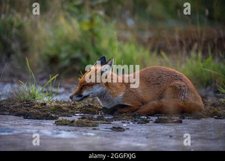 Urban fox on wasteground, Aberdeen, NE Scotland Stock Photo