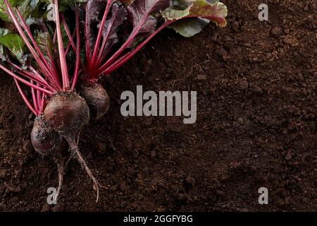 Fresh harvested organic beetroots on soil background Stock Photo