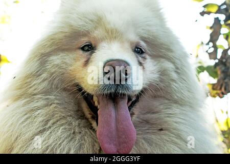 A white fluffy Siberian Samoyed husky looks friendly with a pink tongue sticking out. Pets concept. Stock Photo