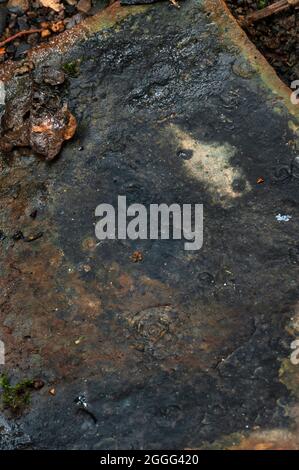 Slab of shale with goniatite fossils embedded in it, found in a small stream in Highcliffe Wood, Bents Green, Sheffield. Stock Photo