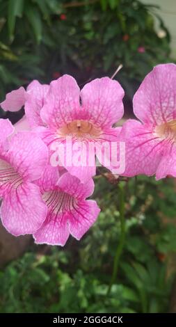 Vertical shot of pink trumpet vines in a garden with a blurry background Stock Photo