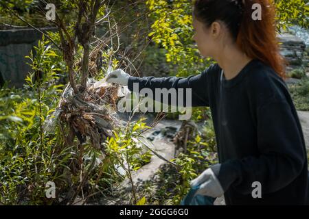 volunteer female cleaning up park and tree from plastic litter with garbage bag Stock Photo