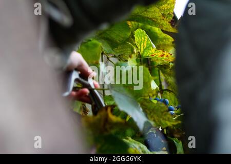 Defocus woman cutting bunch grape by scissors. Red wine grapes on vine in vineyard, close-up. Winemaker Harvesting Grapes. Female hands cutting grapes Stock Photo