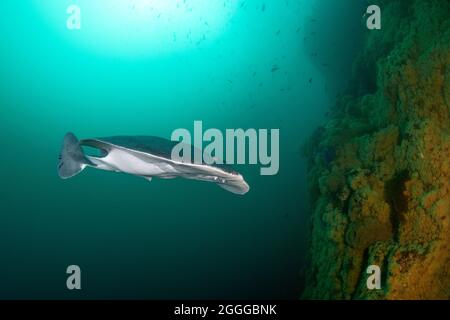 Tetronarce californica, Pacific electric ray Stock Photo