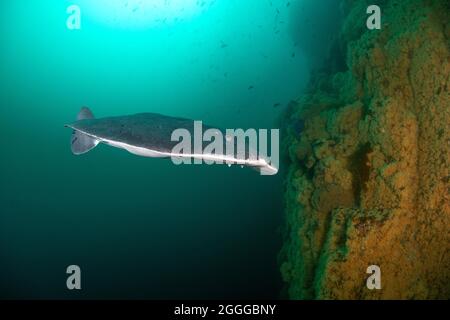 Tetronarce californica, Pacific electric ray Stock Photo