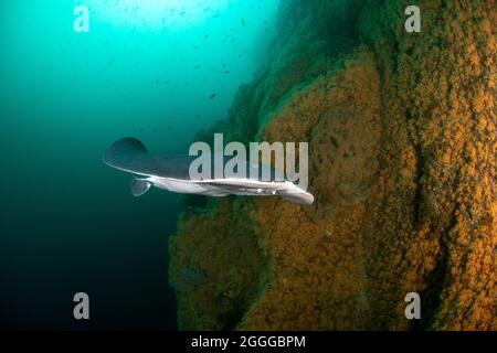 Tetronarce californica, Pacific electric ray Stock Photo