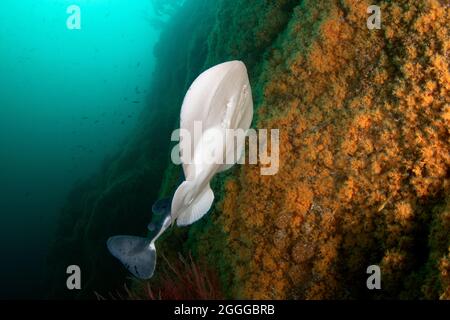 Tetronarce californica, Pacific electric ray Stock Photo