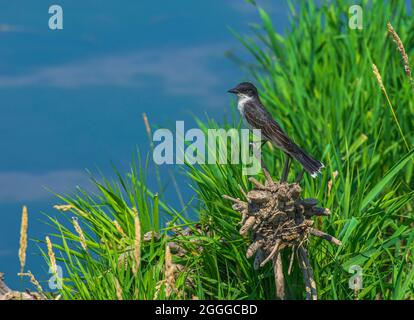 Eastern Kingbird (Tyrannus tyrannus) perched on small tree stump along shore of East Plum Creek, Castle Rock Colorado USA. (Photo taken in July.) Stock Photo