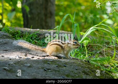 red brown Siberian chipmunk with black stripes Stock Photo