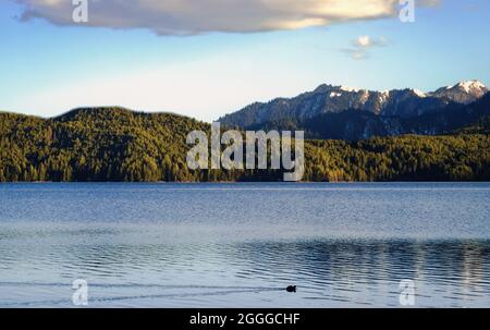 Queen of lake, RARA Stock Photo - Alamy