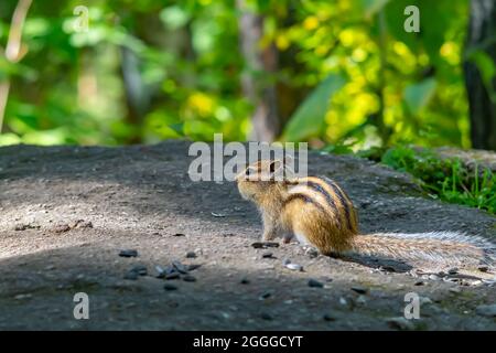 red brown Siberian chipmunk with black stripes Stock Photo